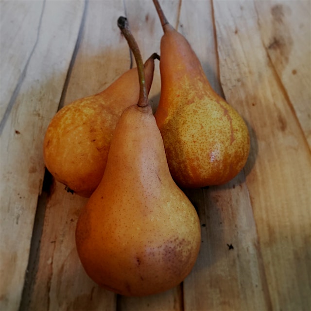 The last of the pear crop! My Man found these hiding on the ground in a pile of leaves = #NoFoodW...