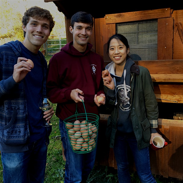 Egg picking at the farm with Huffington Post!