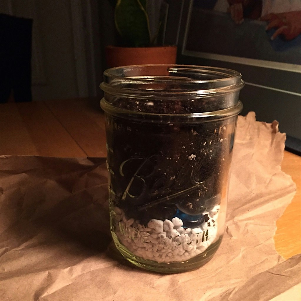 Growing some Fresh Basil in my kitchen!