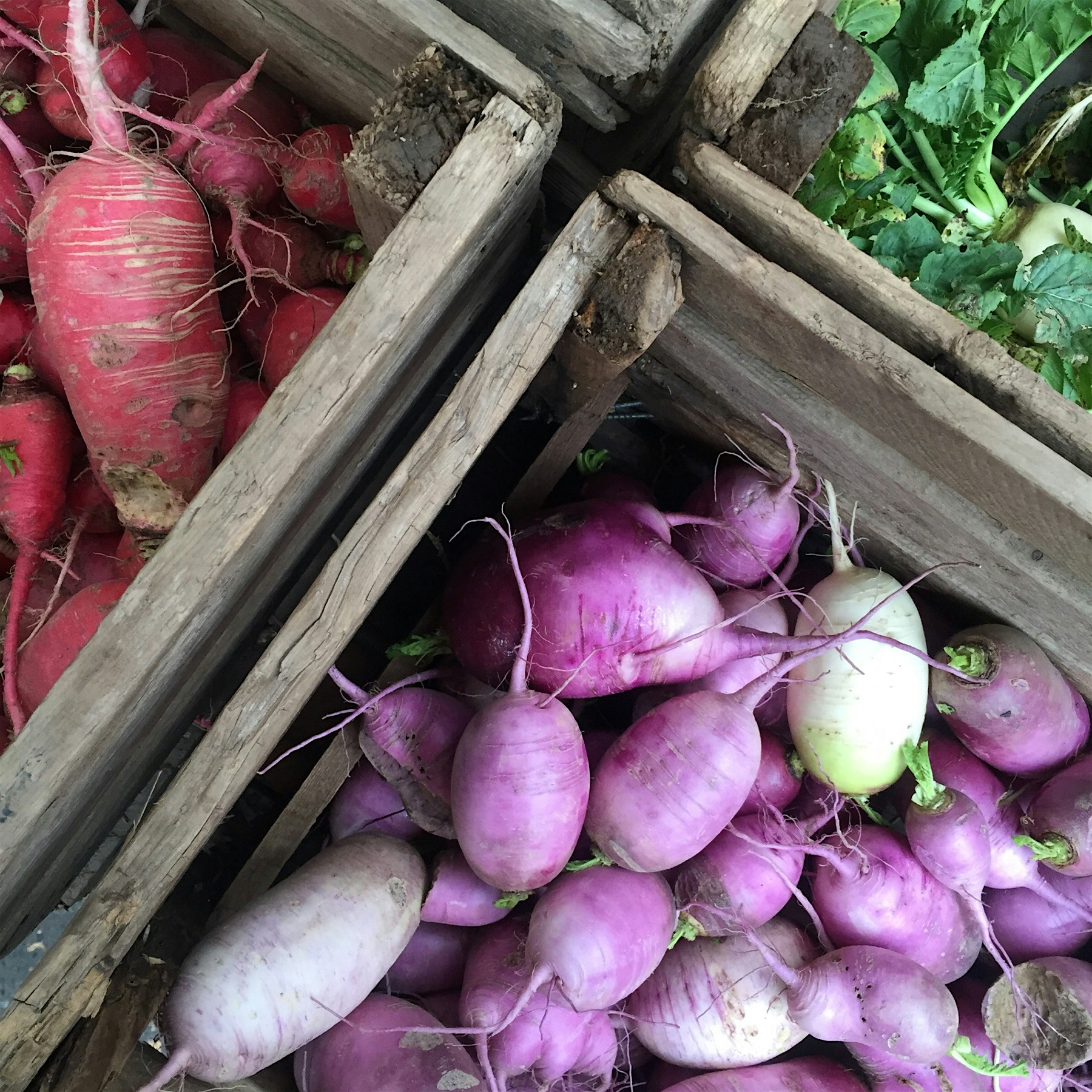 The prettiest root veggies at the Union Square farmers market! Also in season in NY today: tatsoi...