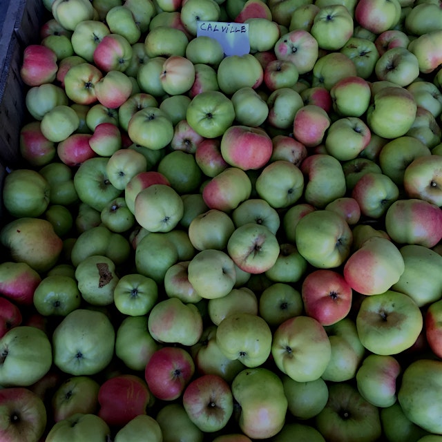 We have a large variety of heirloom apples at Champlain. These are Calville Blanc d'hiver. 