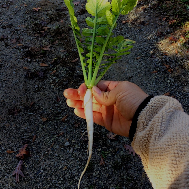 Baby Japanese Daikon. The greens are also great when they're this size. I like to simply sauté th...