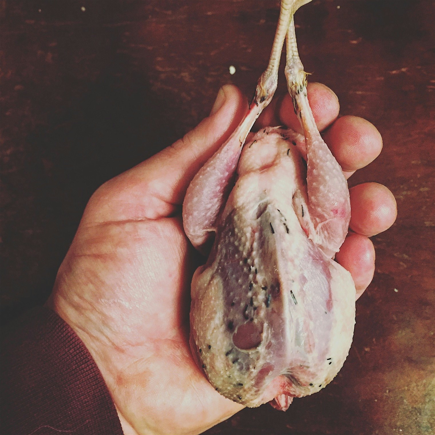 The fattiest little wood cock I've ever seen. 