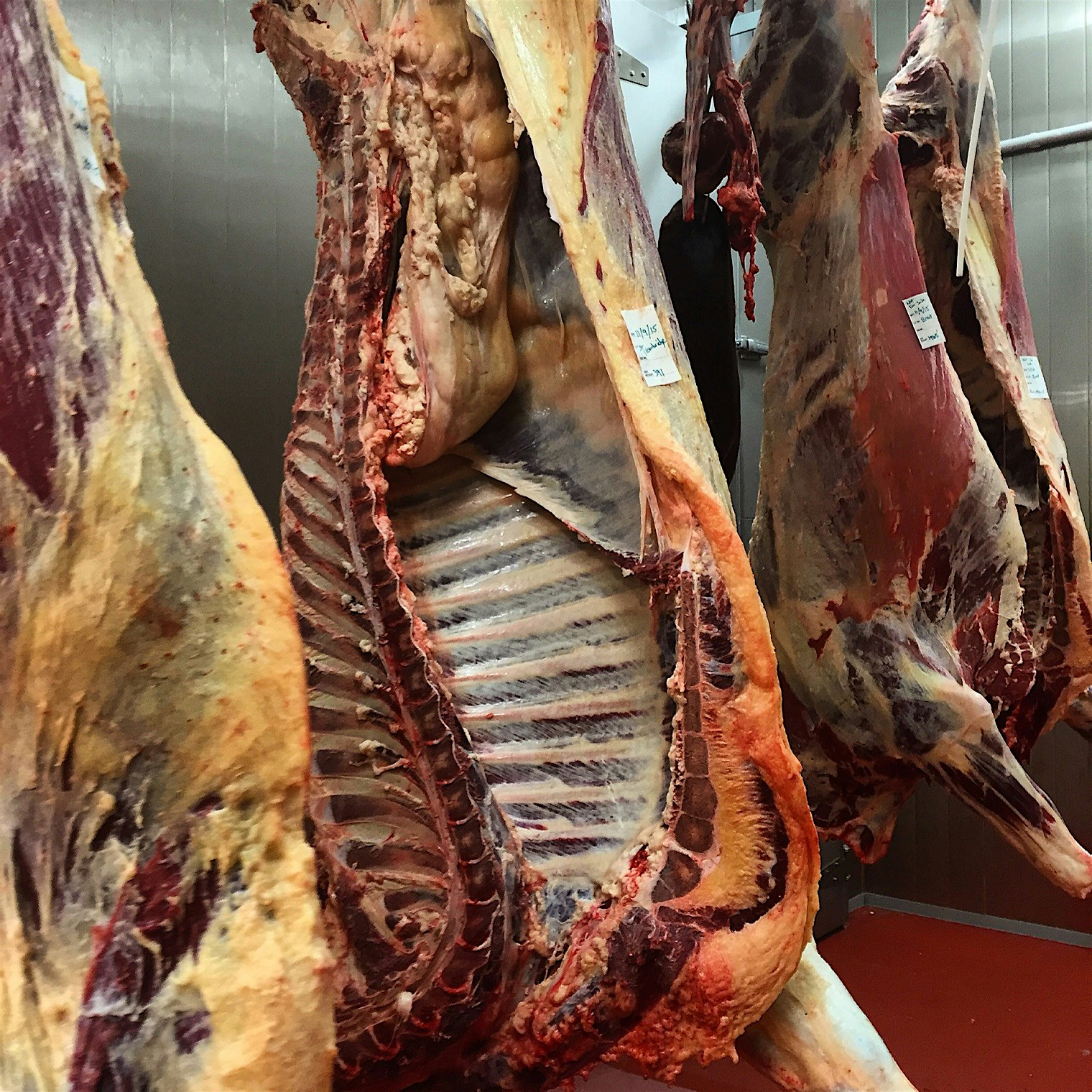Some beautiful grass finished beef harvested at SUNY Cobleskill in our new meat processing facili...