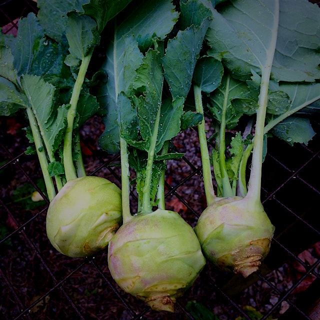 Not only are kohlrabi bulbs delicious, but so are the greens! Be sure not to toss them. They cook...