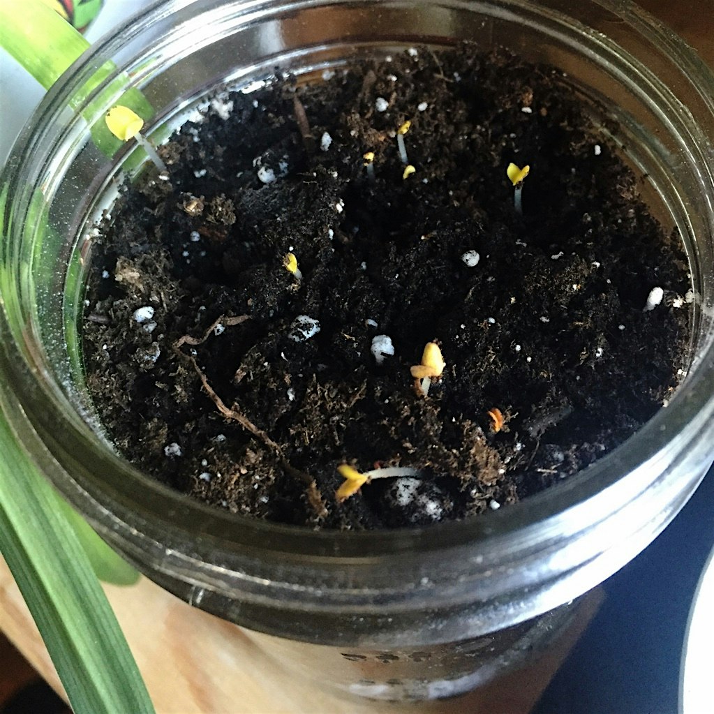 Day 4: Growing Fresh Basil