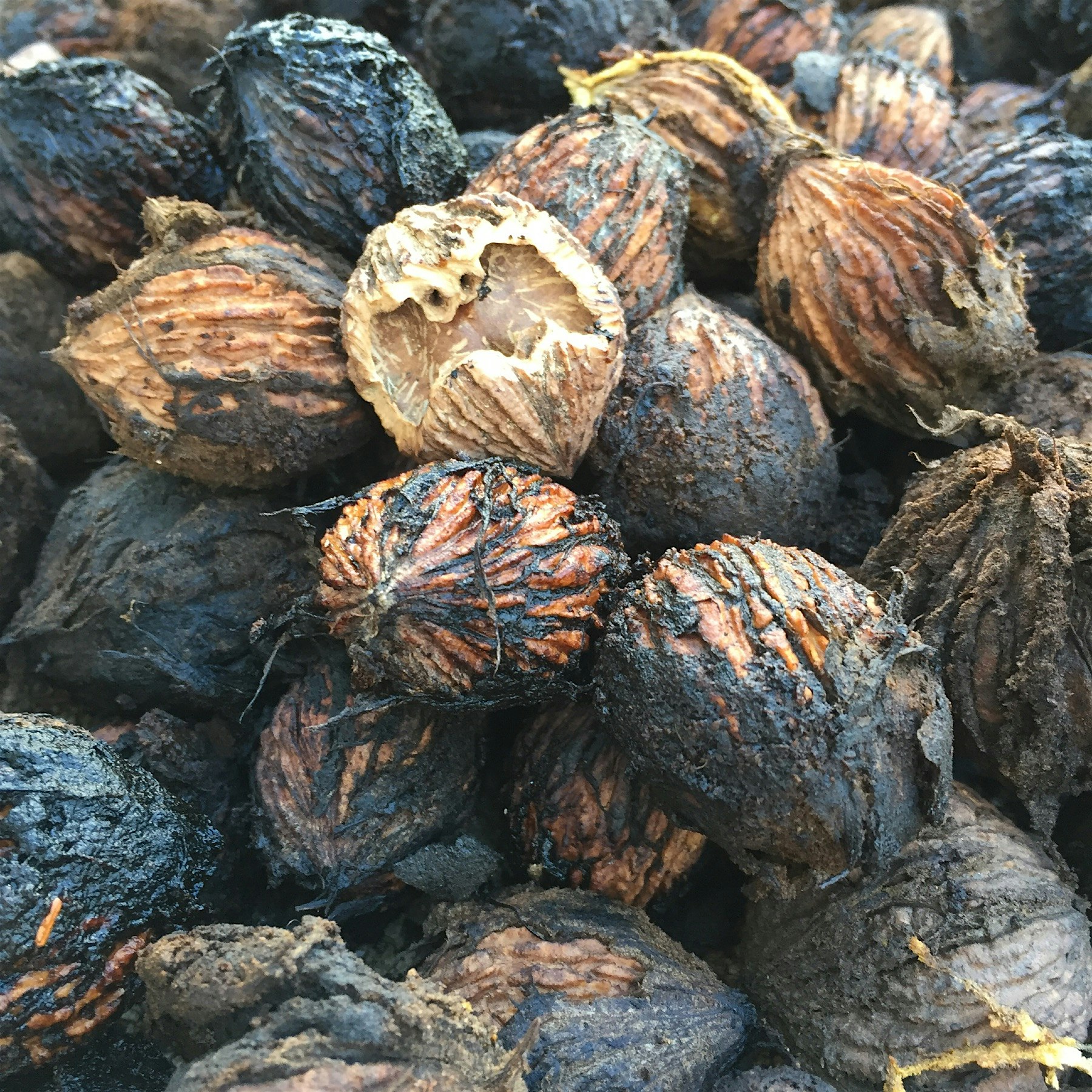 Black walnuts from our yard. #nofoodwaste #bountifulbackyards