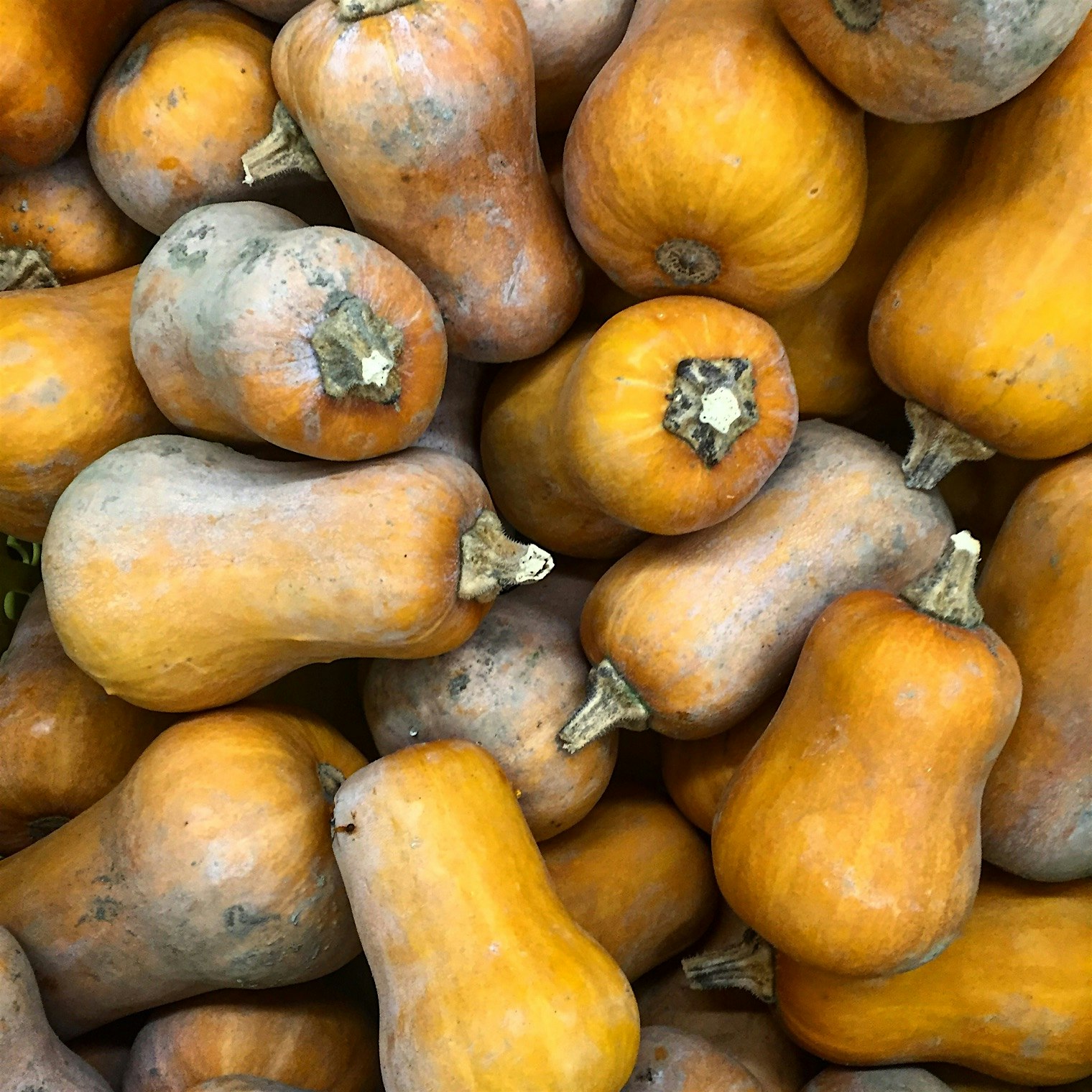Honey Cup Squash presented to SUNY Cobleskill from Cornell University. 