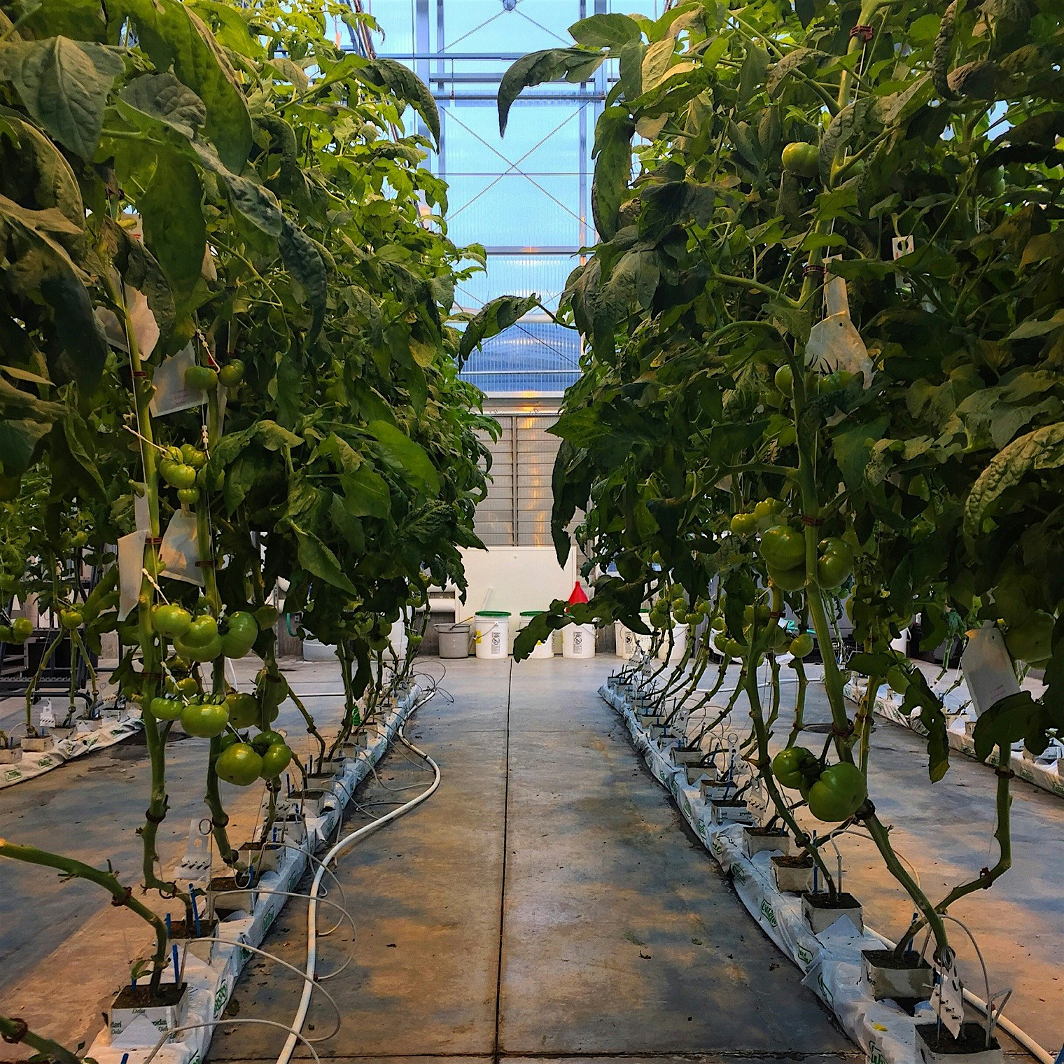 The greenhouses on the SUNY Cobleskill campus full of tomatoes. 