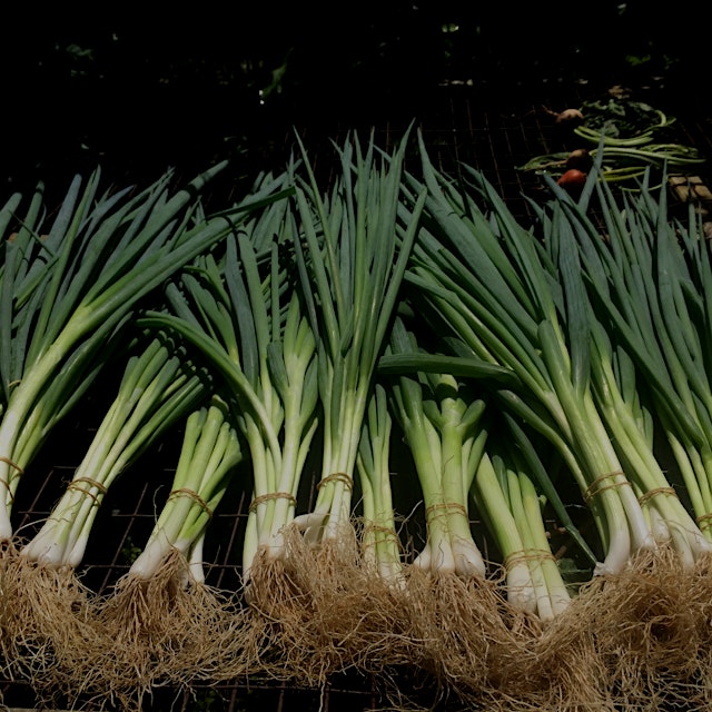 Just like you can eat the roots on your leeks - you can also eat the roots on your scallions/gree...