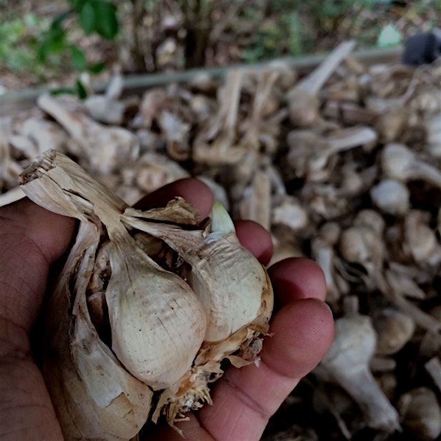 Sprouting garlic? Worry not! Plant your sprouting cloves now to get full garlic heads or green ga...
