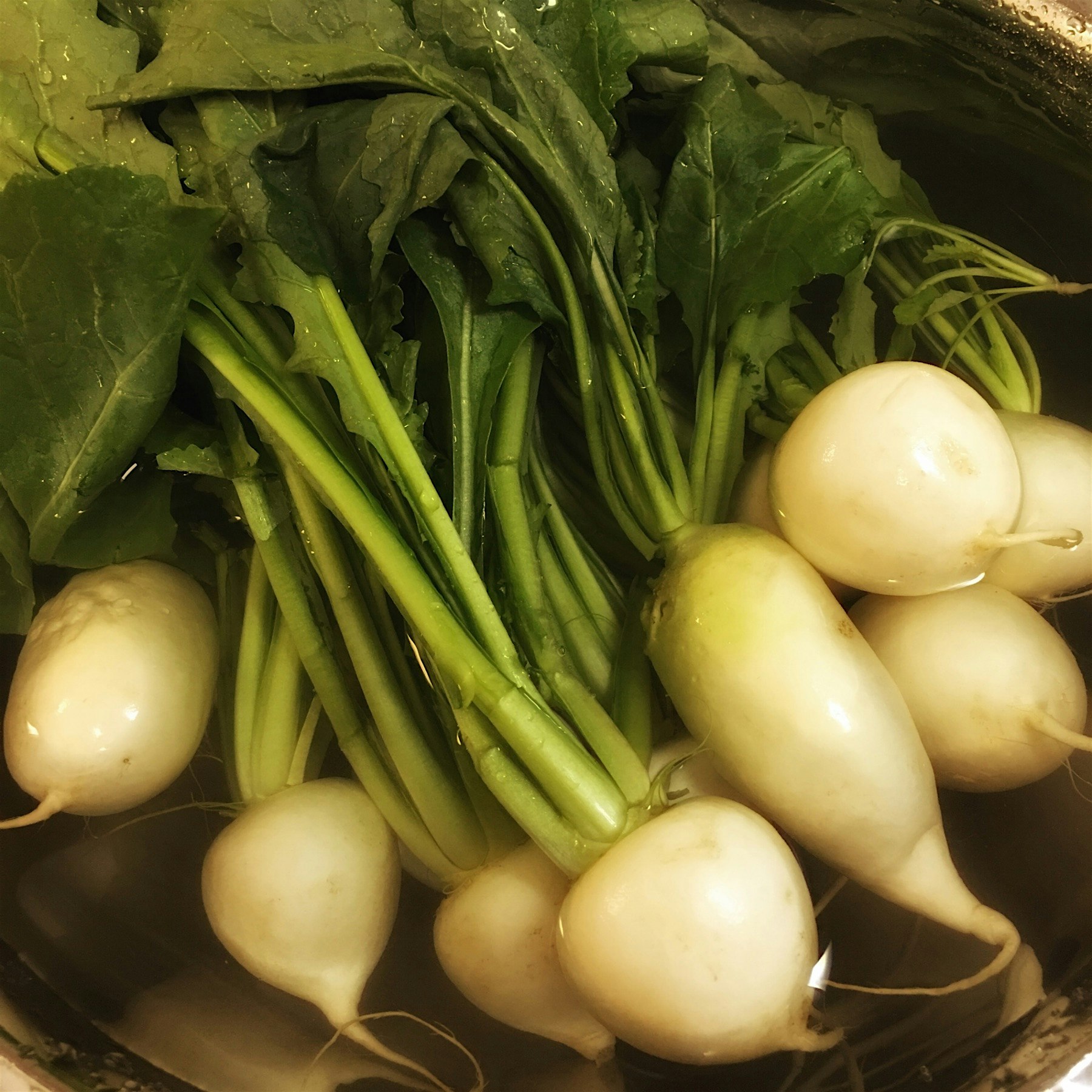 Washing kabu (Japanese baby turnips) for tonight's dinner. The leaves are edible and delicious to...