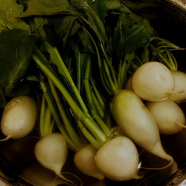 Washing kabu (Japanese baby turnips) for tonight's dinner. The leaves are edible and delicious to...