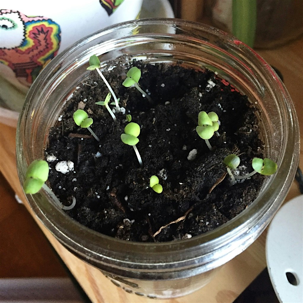Day 8: Growing Fresh Basil. The little guys are coming up nicely!
