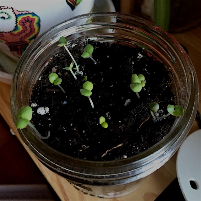 Day 8: Growing Fresh Basil. The little guys are coming up nicely!