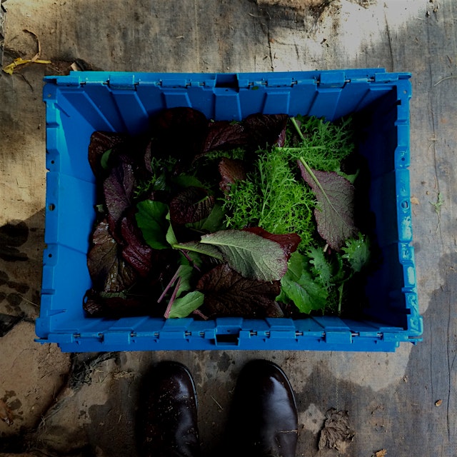 #NoFoodWaste tip! If you grow your own greens then make sure to shock them in cold (not ice) wate...