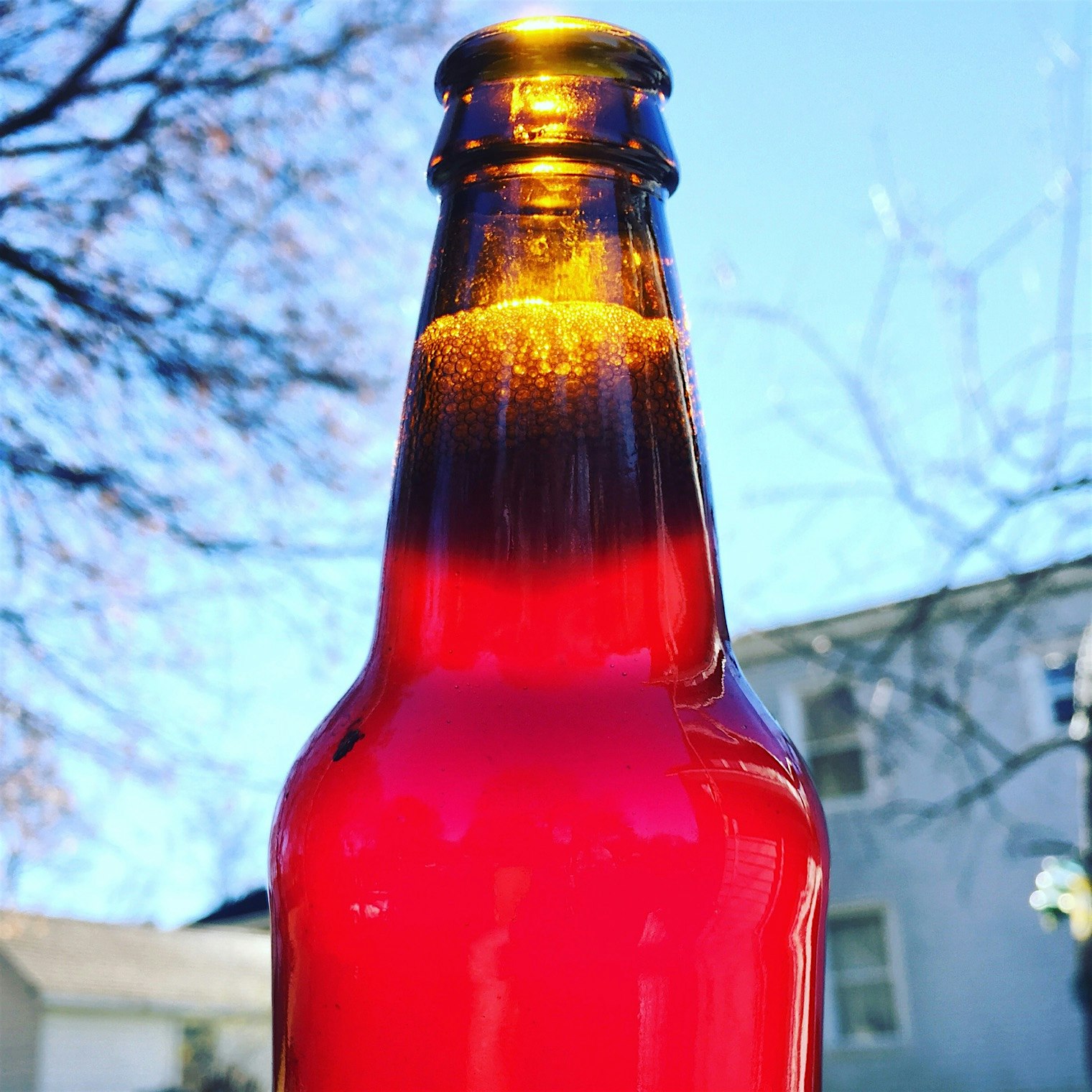 Raking and really enjoying this batch of black current kombucha. 