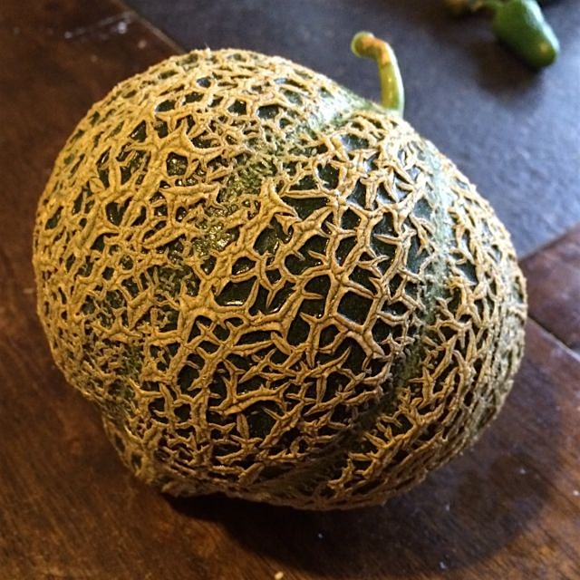 Jenny Lind Muskmelon, original seed dates back to at least 1848 #heirloom 
