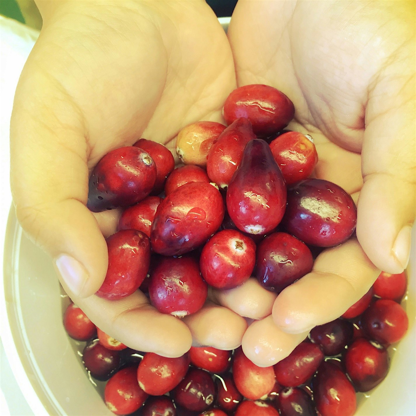 Teaching homemade cranberry sauce today! Perfect no waste recipe, throw in the whole berry! ✨ #No...