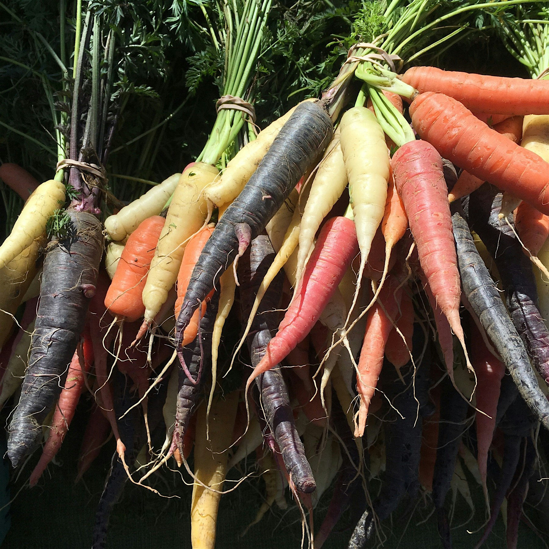 Came across these beautiful rainbow carrots at the Project Eats Farmstand on their last day of th...