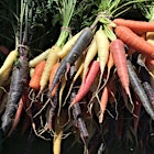 Came across these beautiful rainbow carrots at the Project Eats Farmstand on their last day of the season. Going to roast these babies and use the greens for pesto! #NoFoodWaste