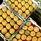 Mango heaven at Melbourne's Prahran Market
