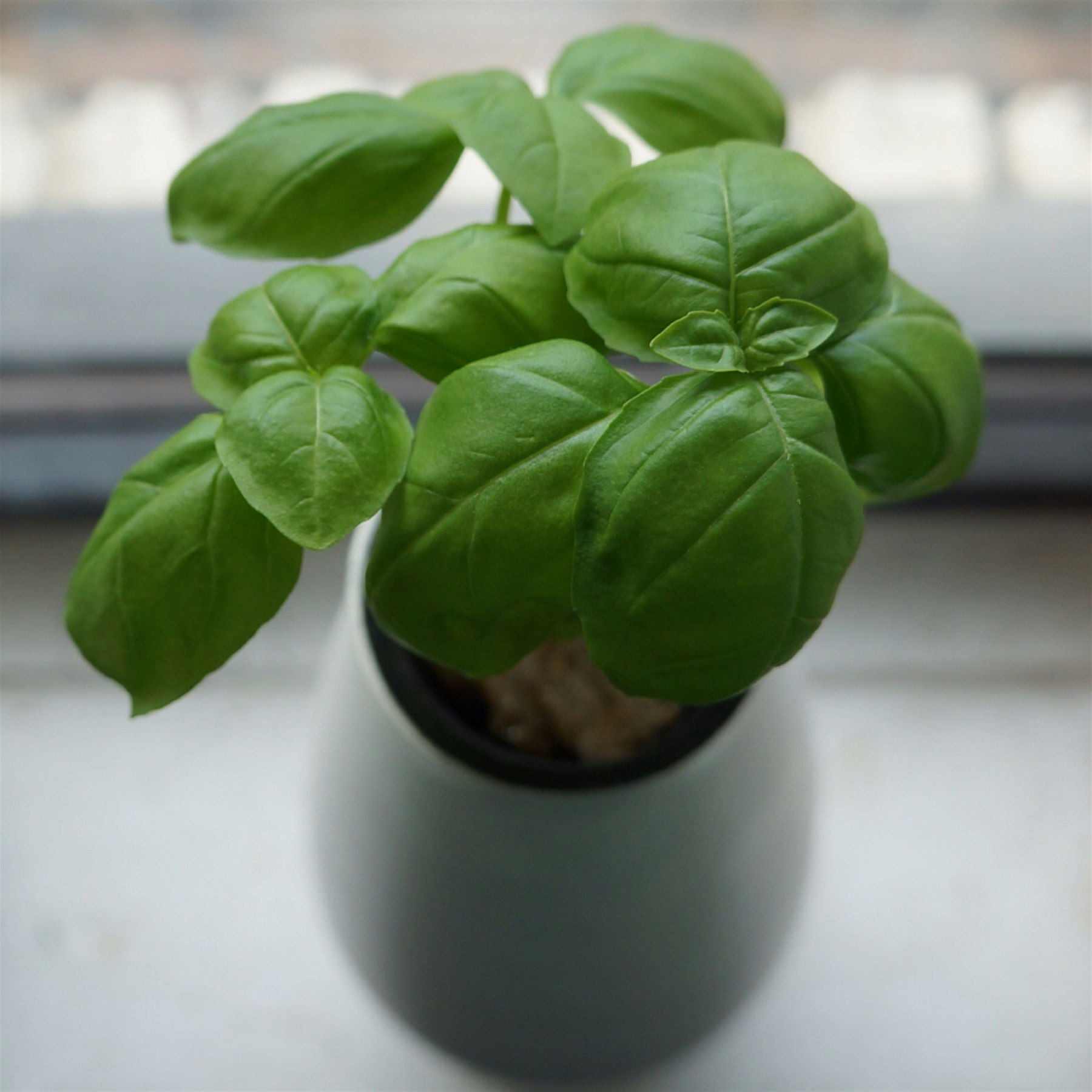 An amphora, home hydroponic basil, by @cloud-farms is such a stellar gift especially for people w...