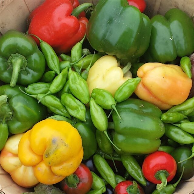 It's starting to look like a beautiful fall bounty. #longislandwindyfarms #farmtotable