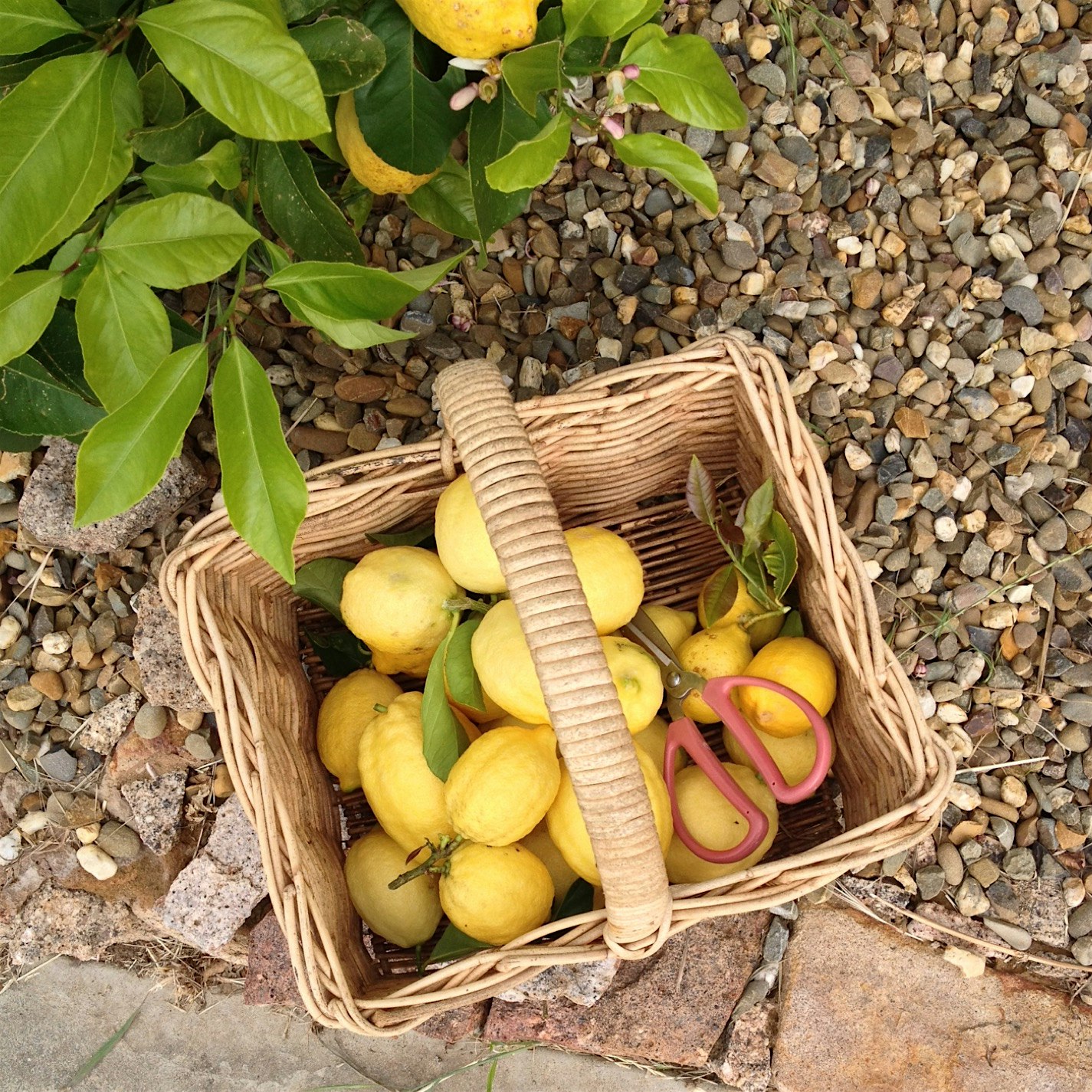 When I'm at the Castanga Vineyad, I use lots of these beautiful biodynamic lemons at practically ...