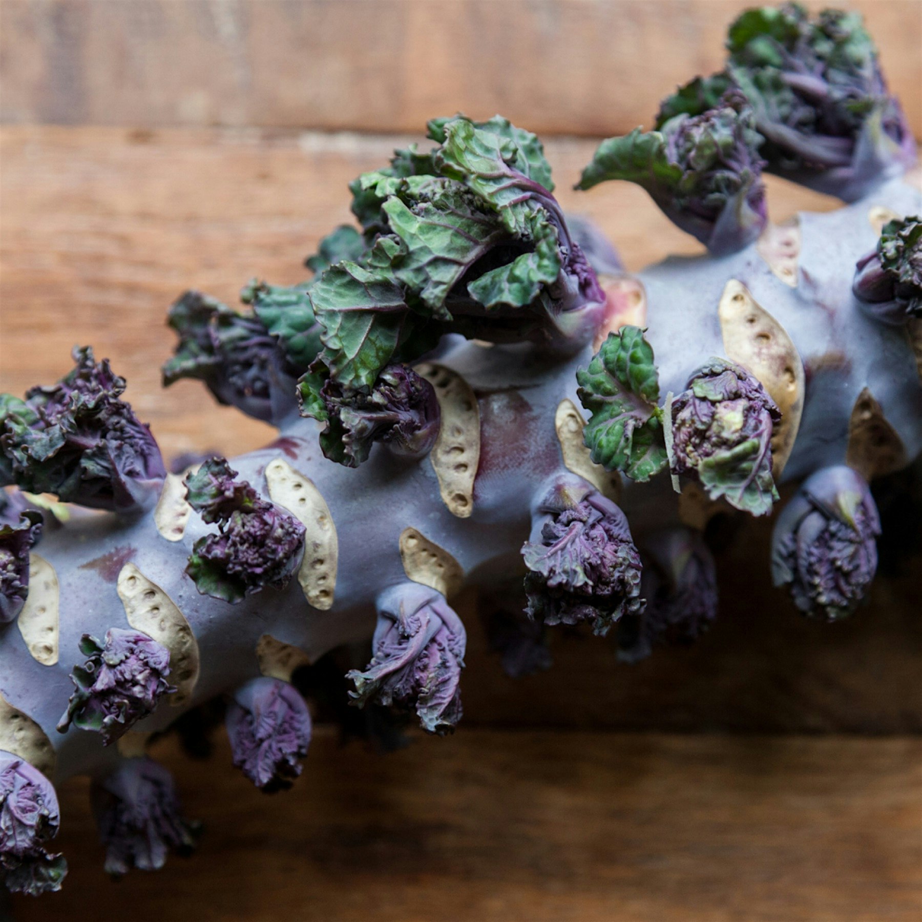 This prehistoric looking Dr. Seuss contraption is basically what happens when kale and Brussels s...