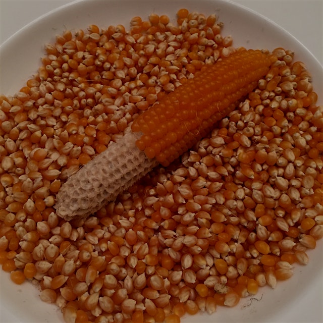 Organic popcorn from MX Morningstar farm 