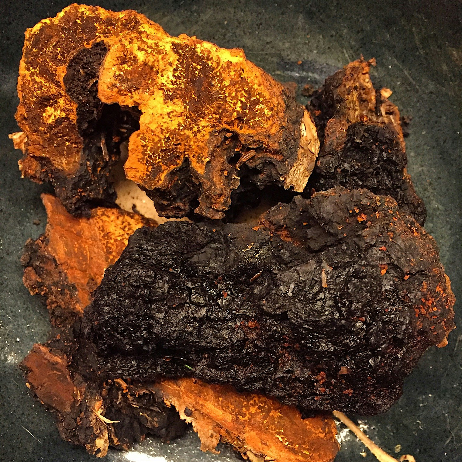 Chaga season. 