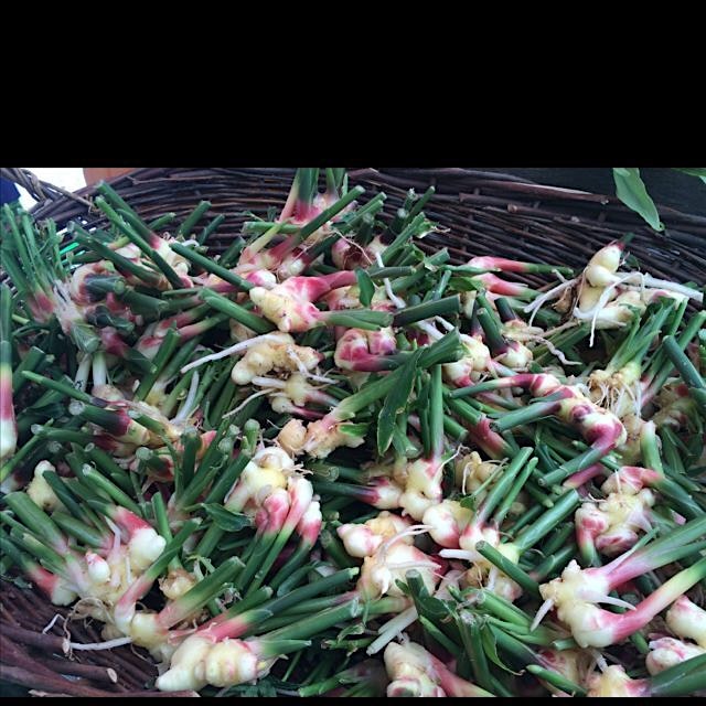 Fresh ginger anyone? Portland Farmers Market.