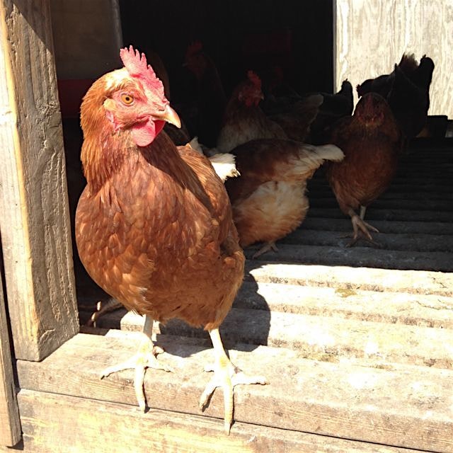 Laying hens tending the grass after the cattle at Stone Barns.