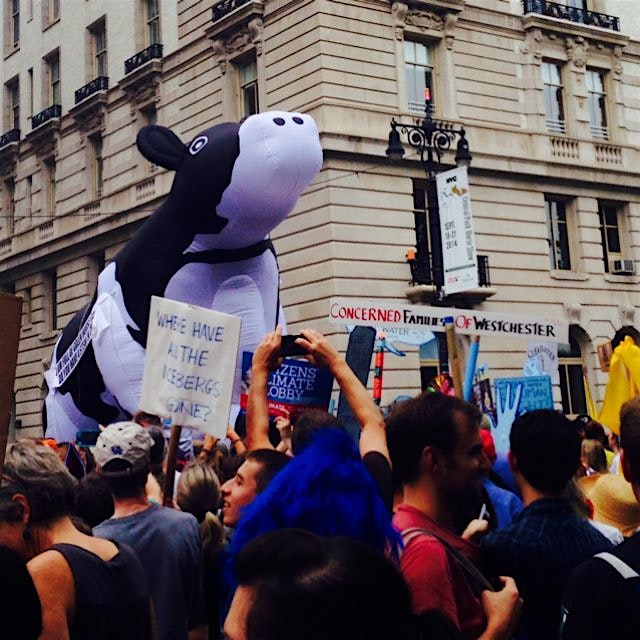 This cow is full of greenhouse gases. Yesterday's #peoplesclimate march #walkthewalk ❤️ 
