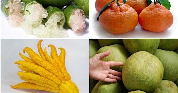 "From satsumas and Buddha's hands to pomelos and finger limes, there's no need to fear these seas...