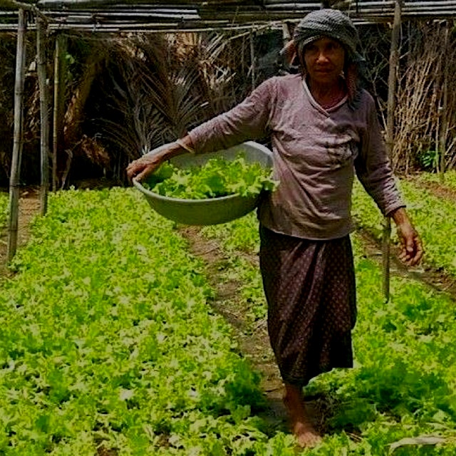 "Small-scale farming systems such as these—prevalent in many developing countries—have been calle...