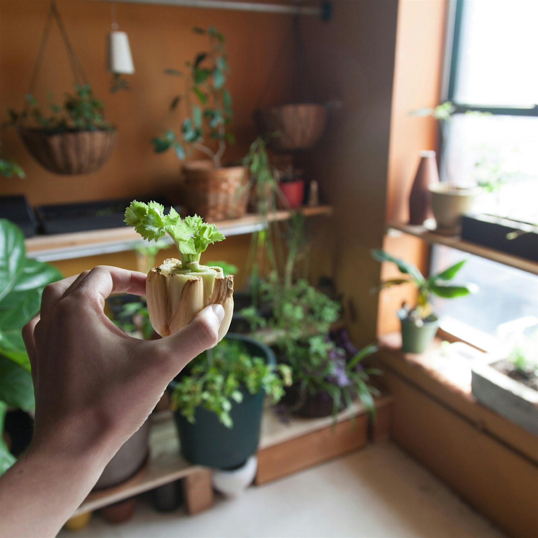 Started taking my sprouting garlic, onions, eyed potatoes, and celery bases to grow in the home. ...