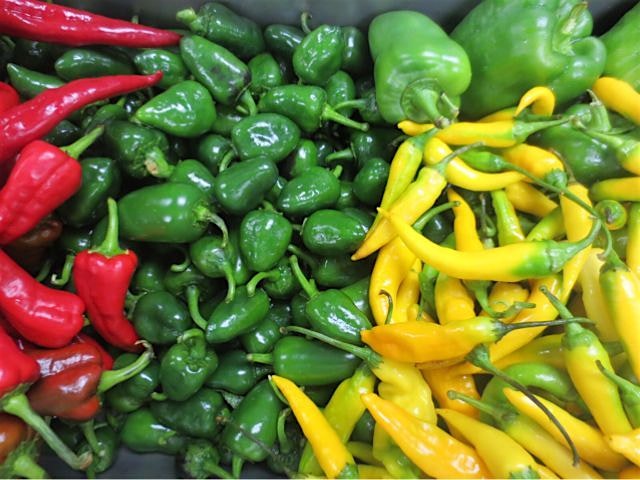 Yummy hot peppers galore!!!!