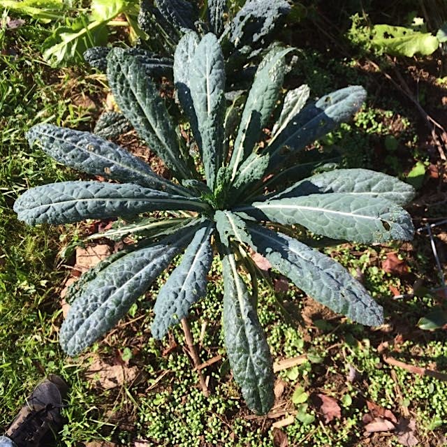 Radial leaves #lacinato 