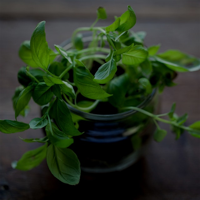 Took this @whitemoustache yogurt cup and turned it into a Basil microgreen container. #gardeningt...