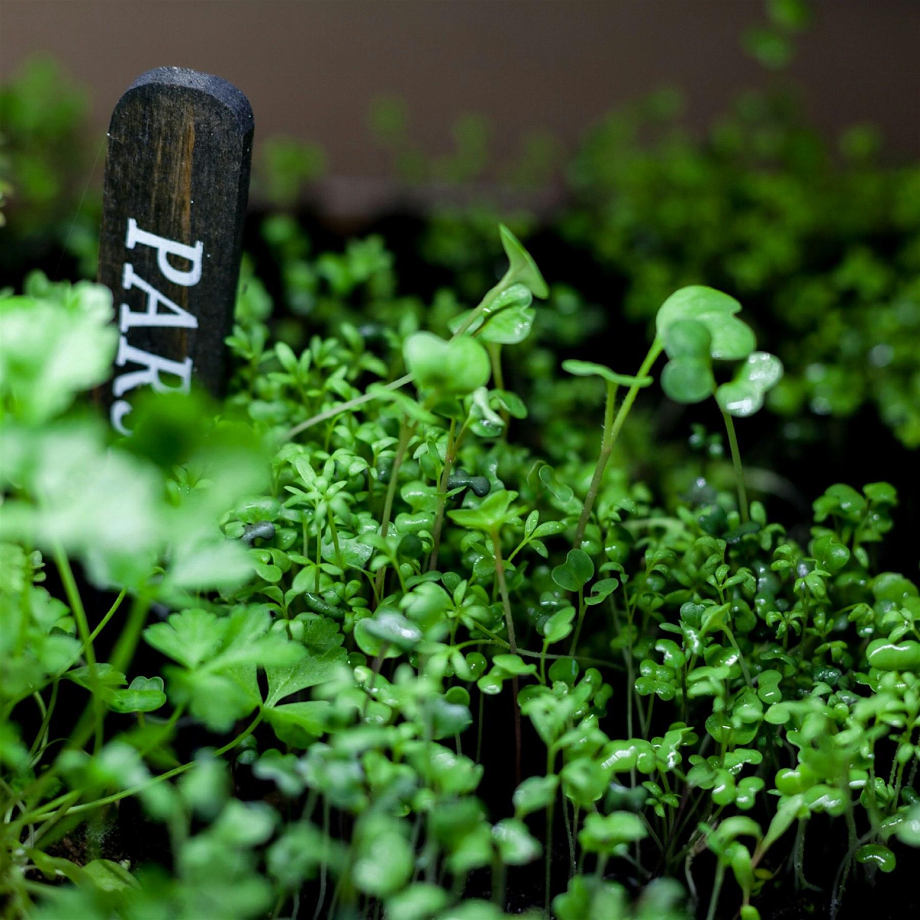 You can harvest them within 5-7 days after they emerge. I'll need to make a salad tomorrow!