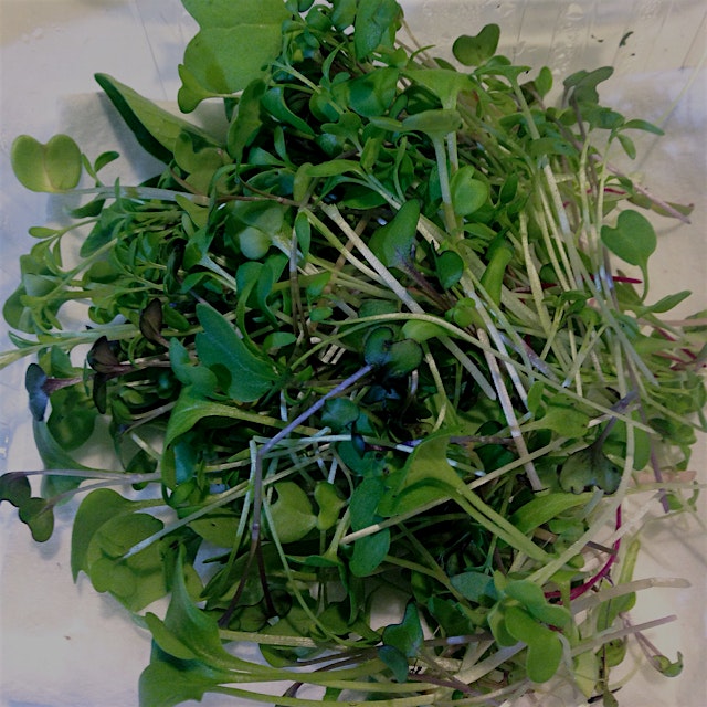 Last night I did my first real harvest of microgreens from my 👗closet-turned-vegetable garden 🌱 a...