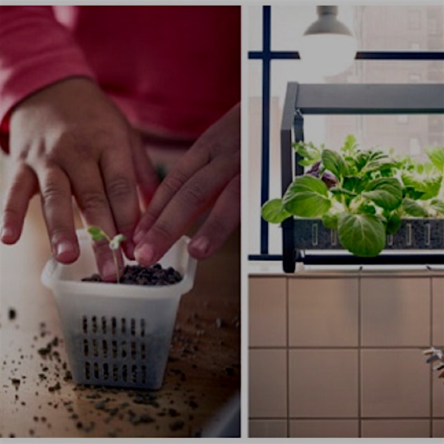 Go IKEA! IKEA has made it easier to grow your own greens in your home with the introduction of it...