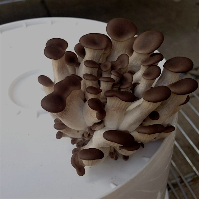 "In this workshop, we'll go through simple mushroom growing techniques that 
can be applied in m...