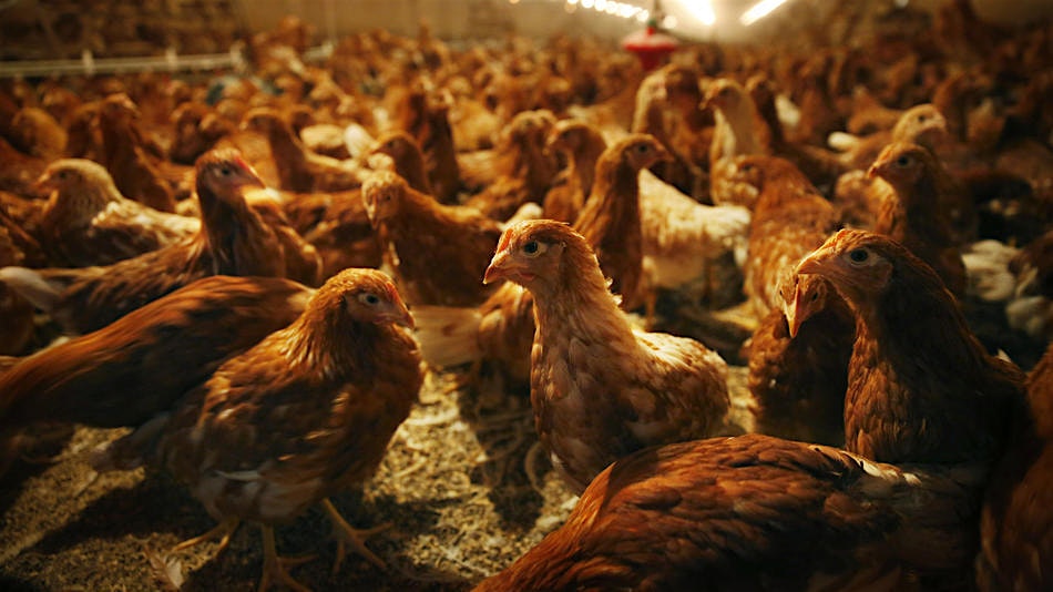 "Inside a long barn next to rolling fields, Rod Wubbena looked out over 12,000 or so brown hens s...