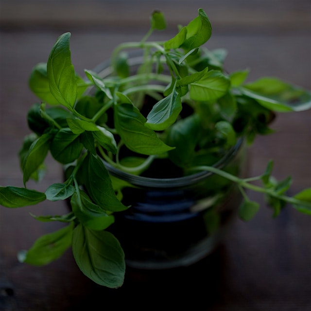 Easy to do #kitchentips ... Converted my @whitemoustache container to grow basil microgreens for ...