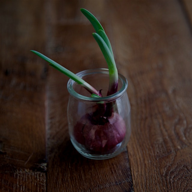 If they sprout greens, you can use them just as you would a scallion. Also, another #DIY #gardeni...