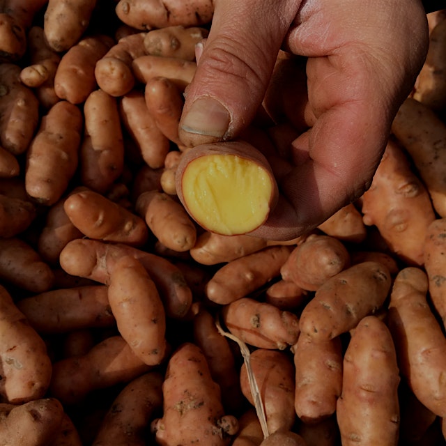Ruby Crescent Fingerling Potatoes plus many other specialty potato varieties +plant based frozen ...
