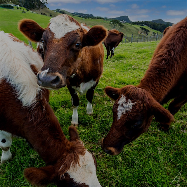 Grassfed dairy is popular, but is it all that it's cracked up to be? A new standard hopes to legi...